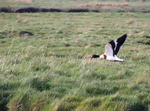 shelduck.JPG