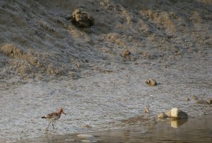 blacktailed-godwit.JPG