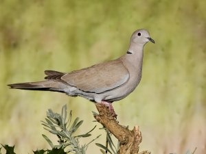 Collared dove