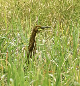 Rufescent Tiger-Heron, Ammo Dump Pond.jpg