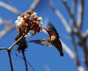 Cinnamon Hummingbird