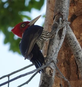 Pale-billed Woodpecker