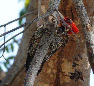 Pale-billed Woodpecker