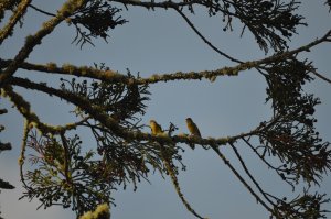 I'm the best looking canary ever!