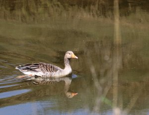 Greylag Goose.JPG