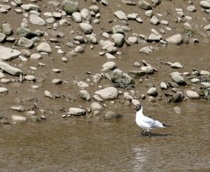 Black-Headed Gull.JPG