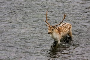 fallow stag crossing river bela.jpg