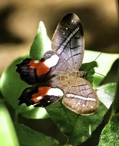 Red-washed Satyr