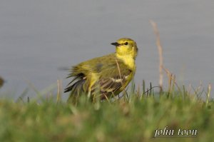 yellow wagtail