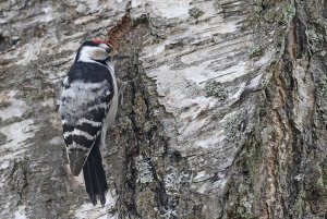 Male Lesser Spotted Woodpecker