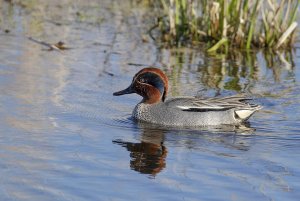 Male Teal