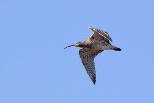 Curlew