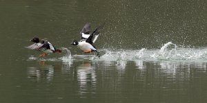 Running out of water? Goldeneye