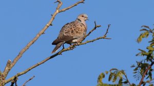 european turtle dove