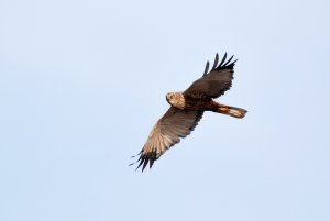 Male Marsh Harrier