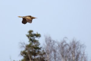 Bittern Flight