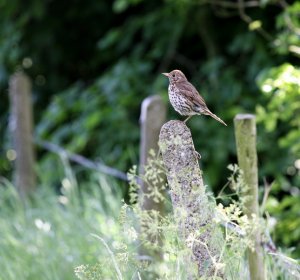 song thrush