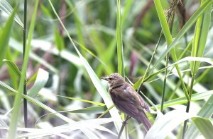 reed warbler acrocephalus scirpaceus.jpg