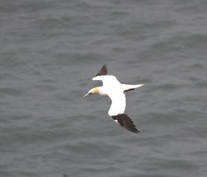 Gannet