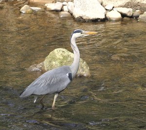 grey heron