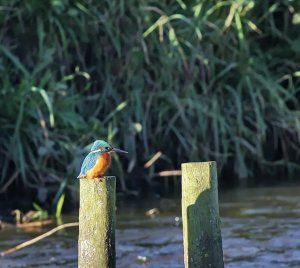 kingfisher