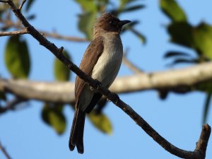 Common Bulbul