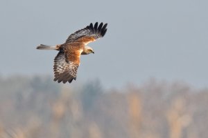 Marsh Harrier