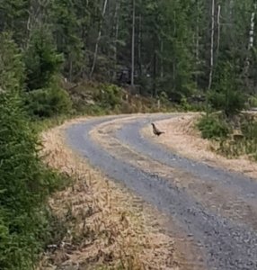 Male Western capercaillie