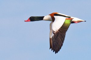 Shelduck