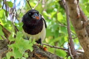 Magpie