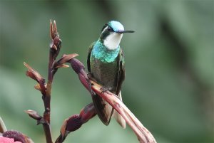 White-throated mountain-Gem