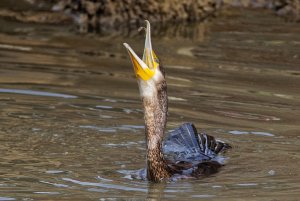 Cormorant having a snack