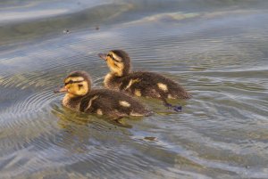 Mallard ducklings eyeing up a potential snack