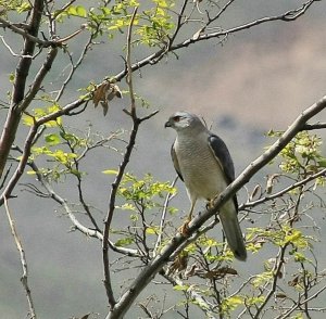 Sparrow Hawk... I guess!