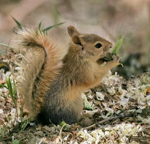 Red Squirrel