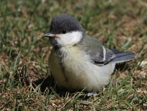 Great Tit