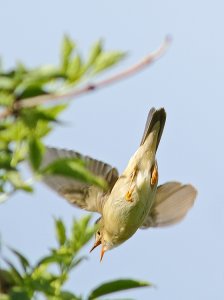 Marsh warbler