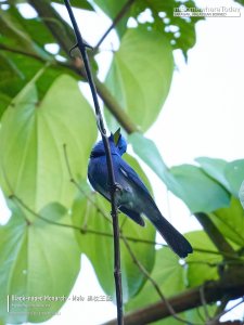 Black-naped Monarch - Male, Borneo