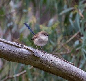 SuperbFairy Wren.jpg