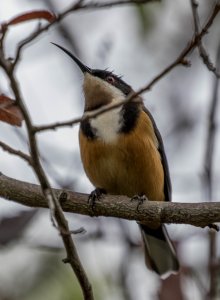 Eastern Spinebill.jpg