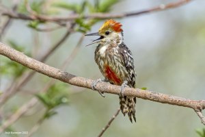 Yellow-crowned Woodpecker