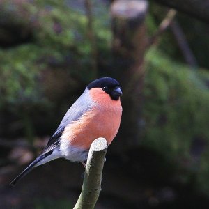 bullfinch-pyrrhula