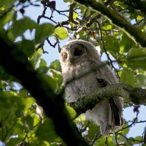 young tawny owl