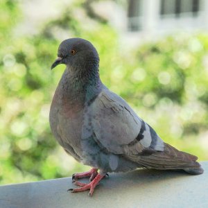 Pigeon