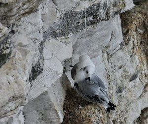 kittiwakes