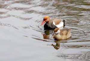 red crested pochards