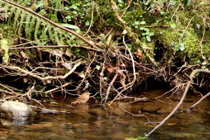 wren. taking a bath in river brock