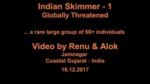 Lakescape - 708 : Indian Skimmer -rare group of critically endangered -Amazing Wildlife by Renu Tewari and Alok Tewari