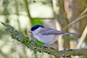 marsh tit