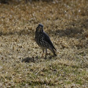 Groundscraper Thrush